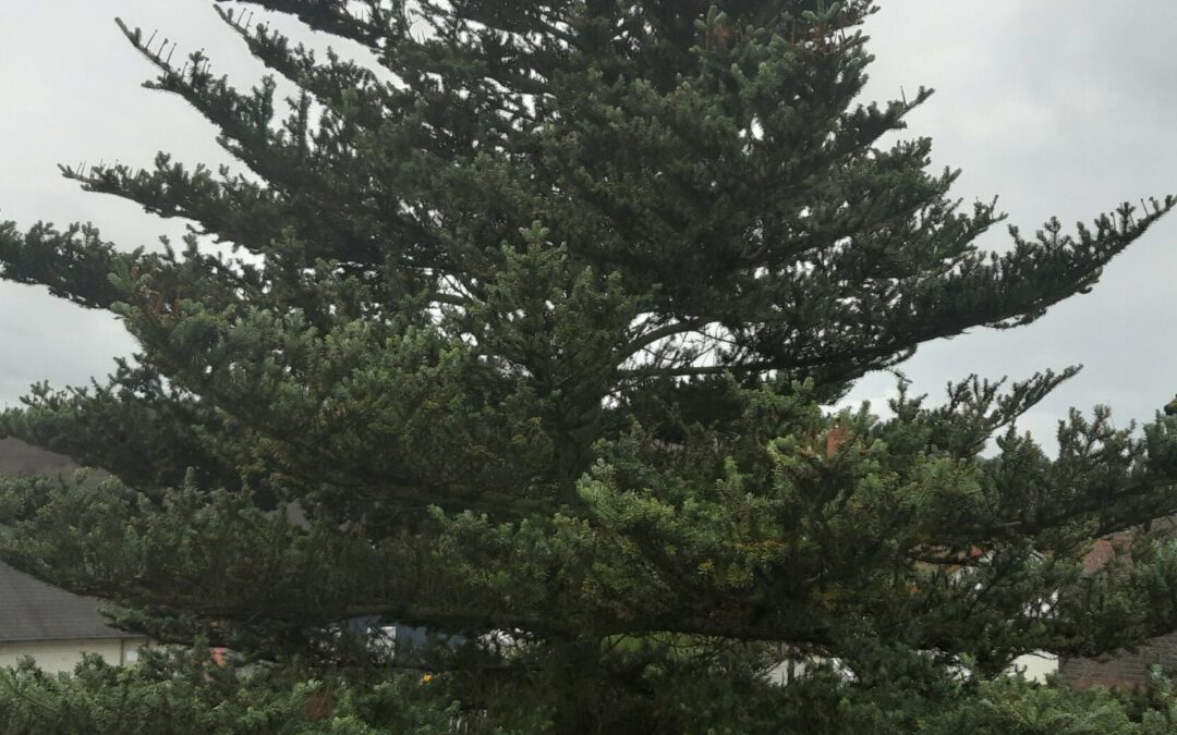 Tannenbaum