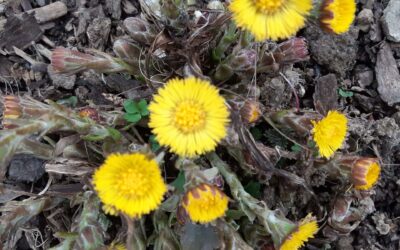 Huflattich – Ein Frühlingsbote