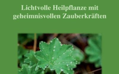 Endometriose: Ganzheitliche Ansätze zur Linderung der Symptome